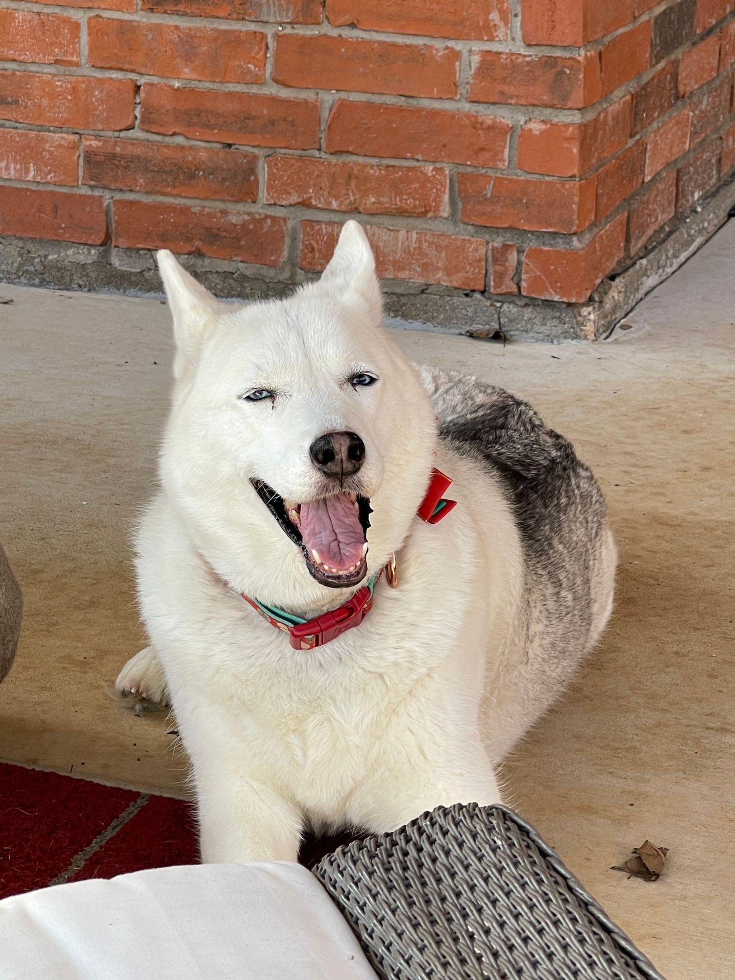 - Lucy, the Diva Husky